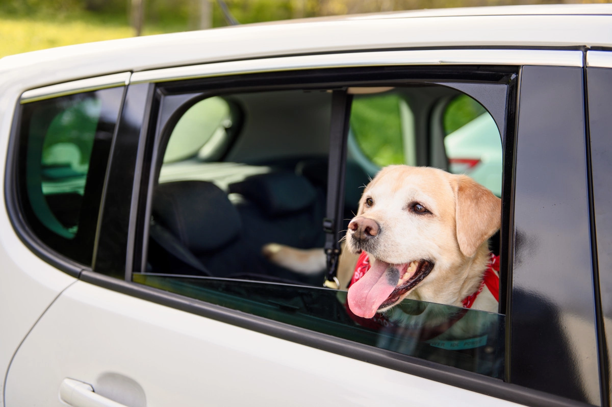 mascota en taxi bilbao